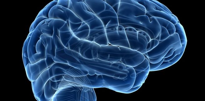 Neuroanatomía Descriptiva del Encéfalo y su Implicación Clínica.
